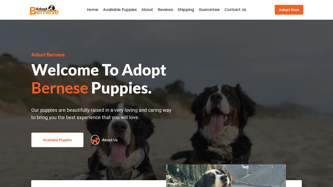 Adopt Bernese Puppies