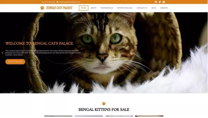 Bengal cats palace