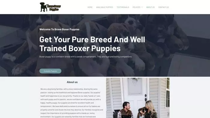 Brave boxer puppies