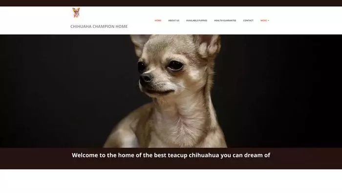 Chihuahua champion home