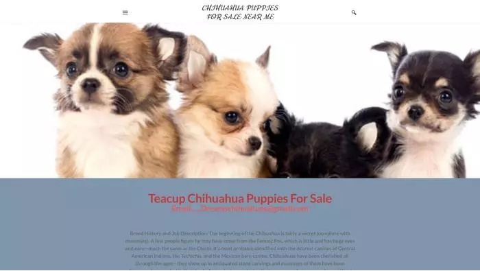 Chihuahua puppies for sale