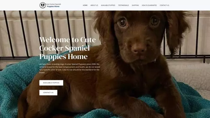 Cute cockerspaniel puppies home