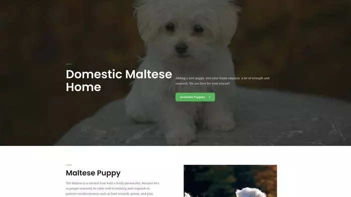 Domestic maltese home