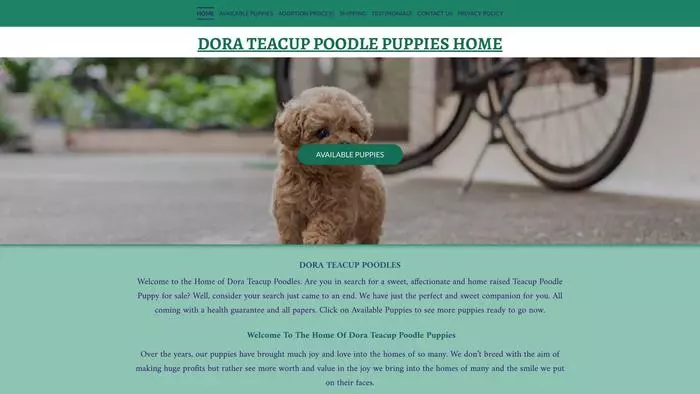 Dora teacup poodle puppy