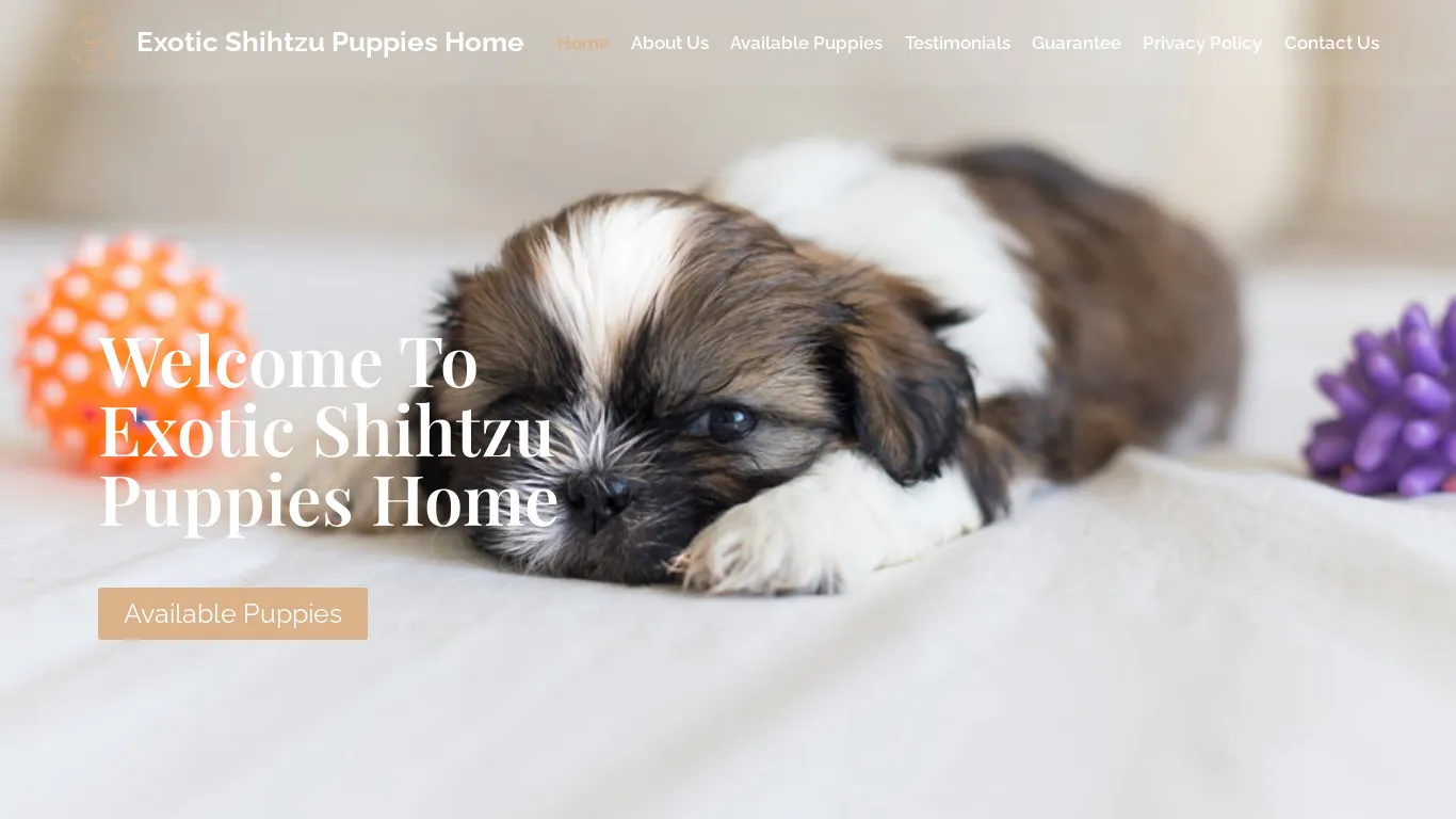 Exotic Shihtzu Puppies Home