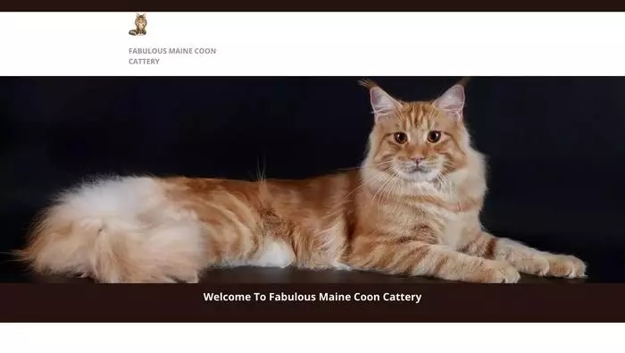 Fabulous maine coon cattery
