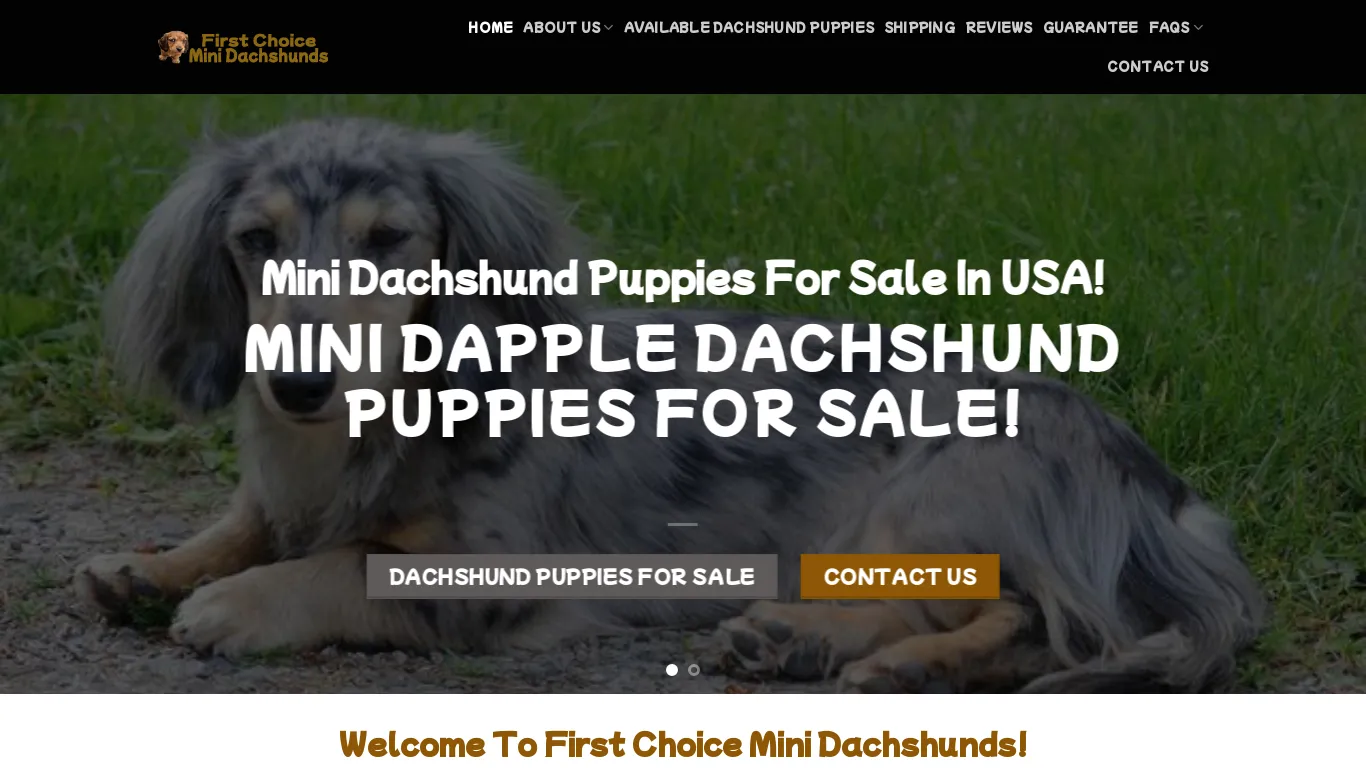 First Choice Mini Dachshunds