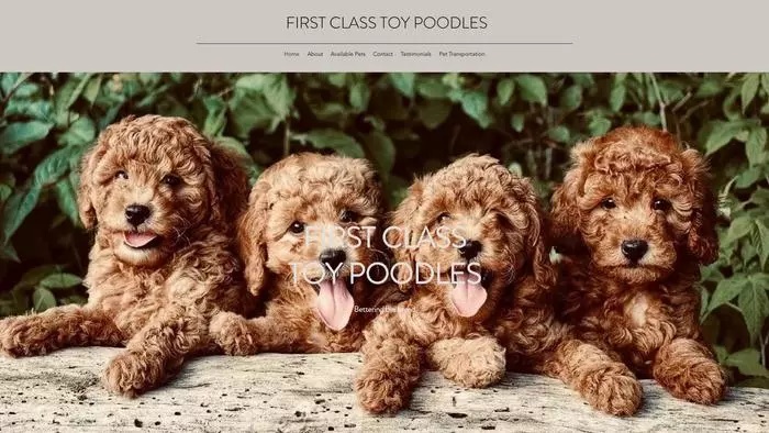 First class toy poodles