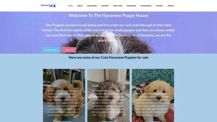 Havanese puppy house