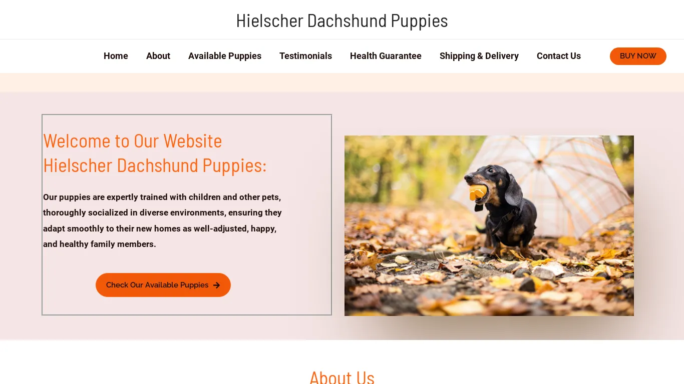  Hielscher Dachshund Puppies