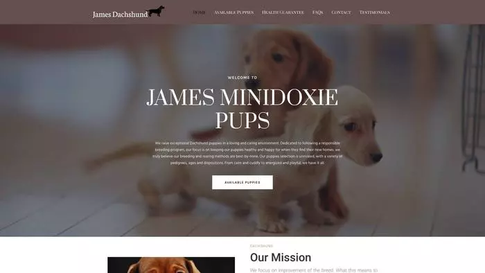 James minidoxie pups