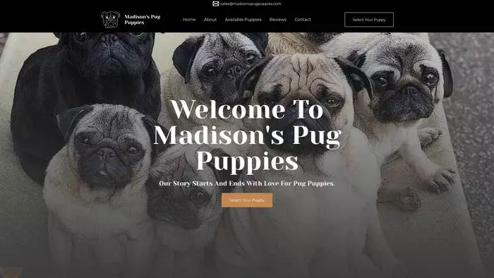 Madisons pug puppie