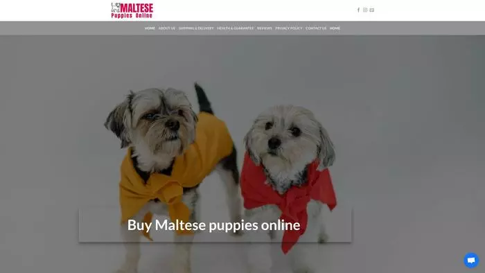 Maltese puppy online