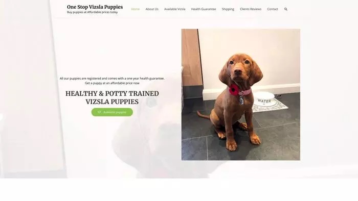 One stop vizsla puppies