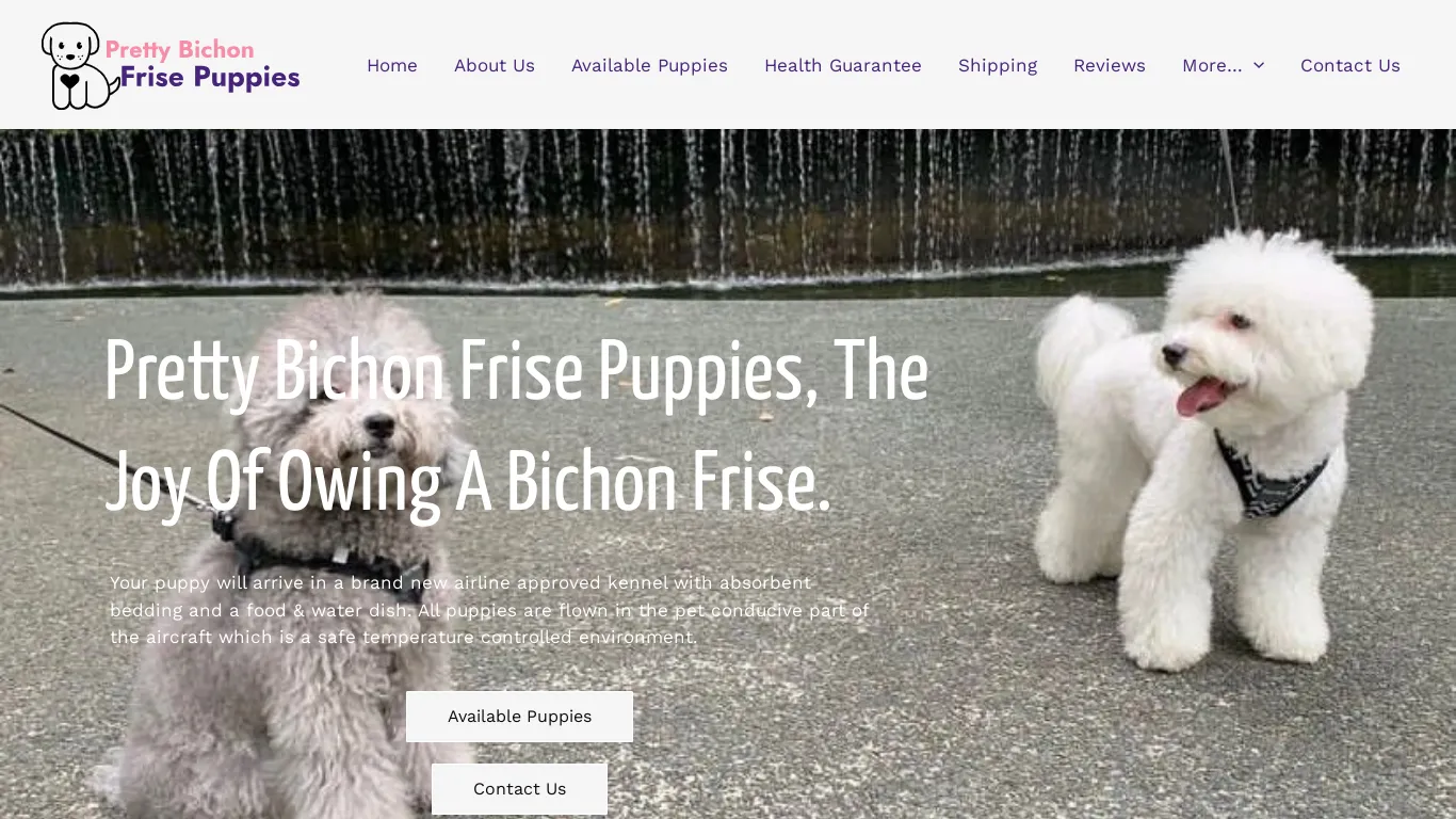 Pretty Bichon Frise Puppies