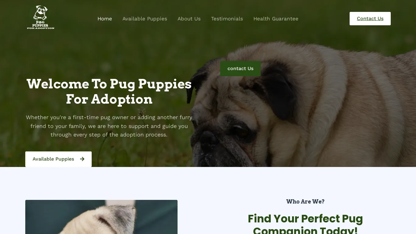 Pug Puppies For Adoption