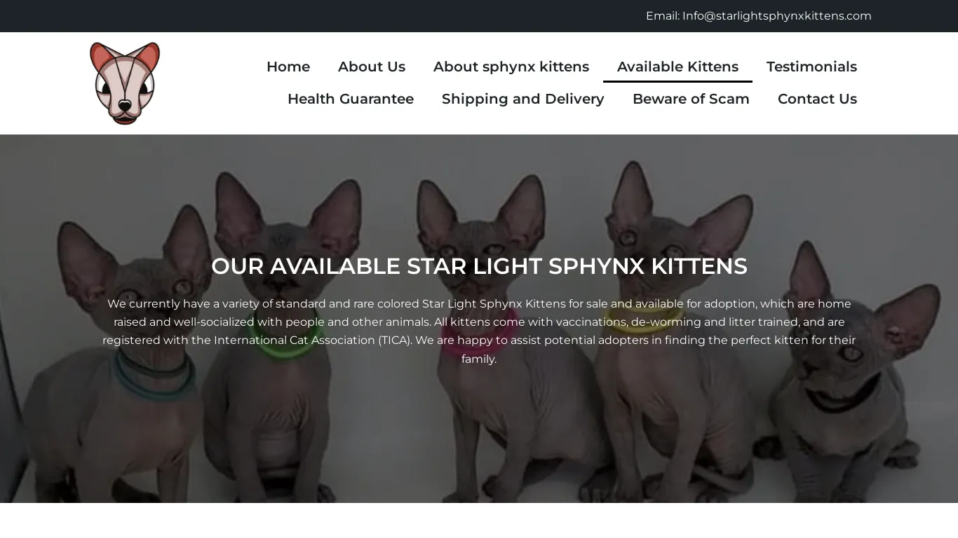 Starlight Sphynx Kittens