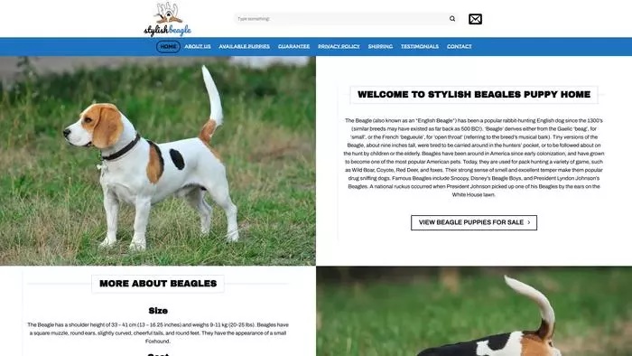 Stylish beagle pup