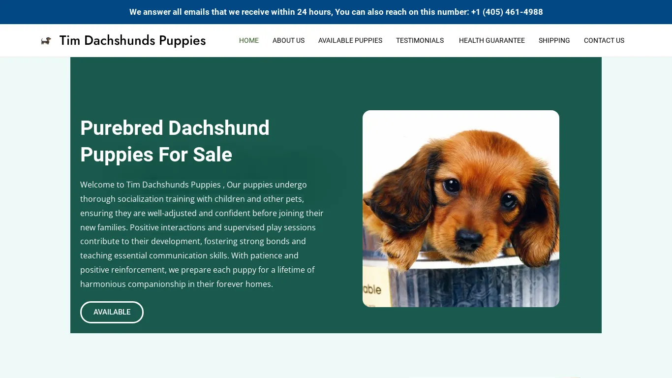 Tim Dachshunds Puppies 