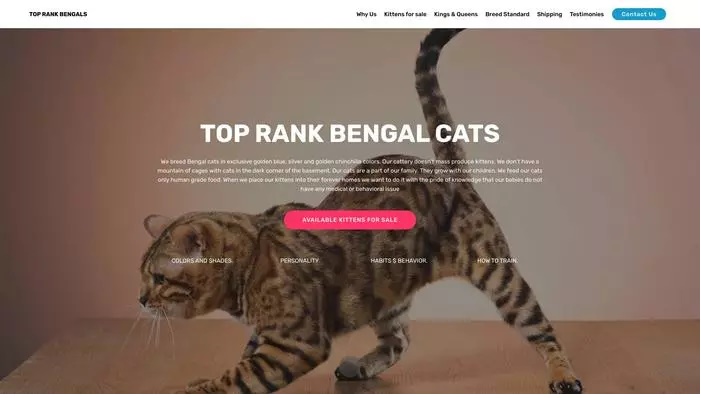 Top rank bengal cats